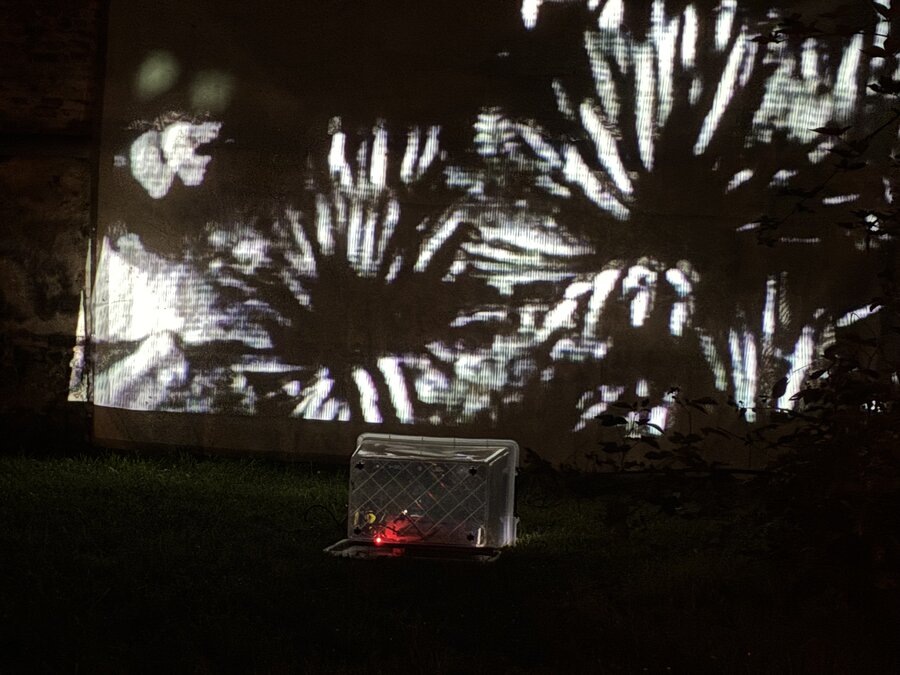 alice schyler mallet, nuit maeterlinck