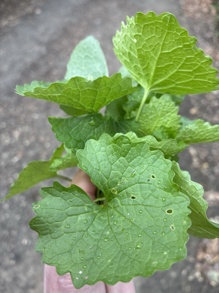 alice schyler mallet, terres sauvages plantes