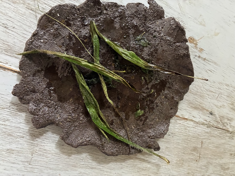 alice schyler mallet, terres sauvages plantes