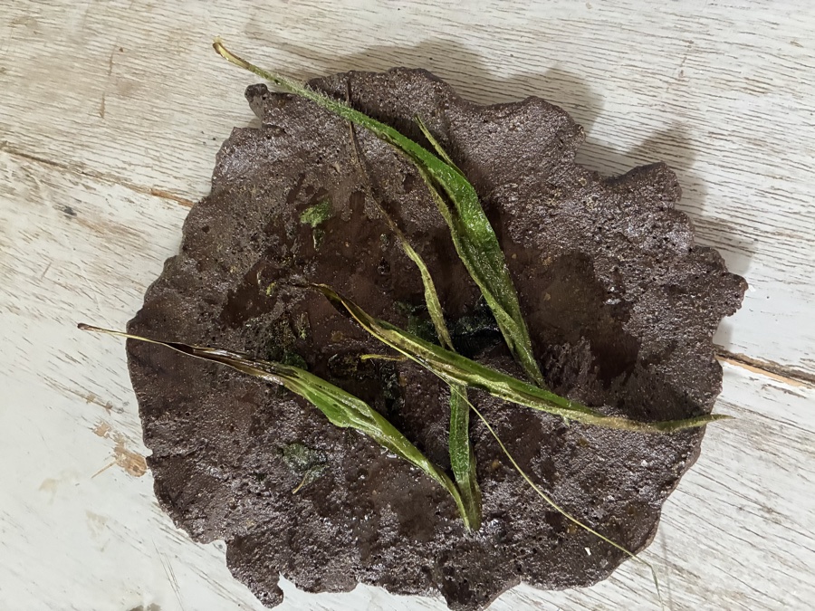 alice schyler mallet, terres sauvages plantes