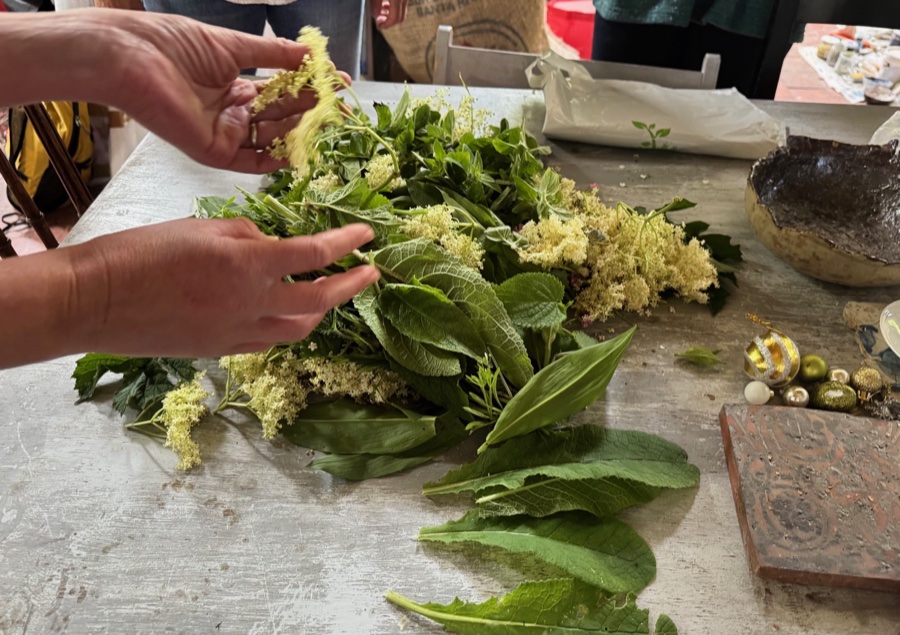 alice schyler mallet, terres sauvages plantes