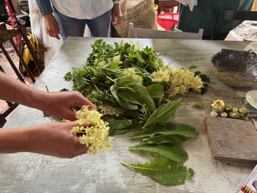 alice schyler mallet, terres sauvages plantes