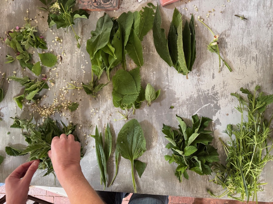 alice schyler mallet, terres sauvages plantes