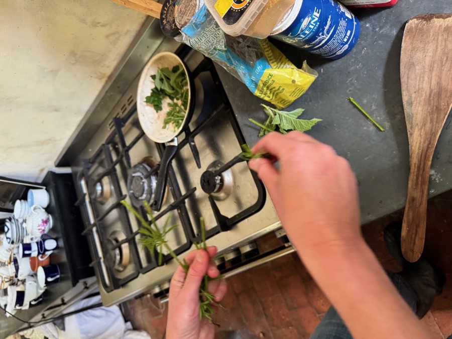 alice schyler mallet, terres sauvages plantes