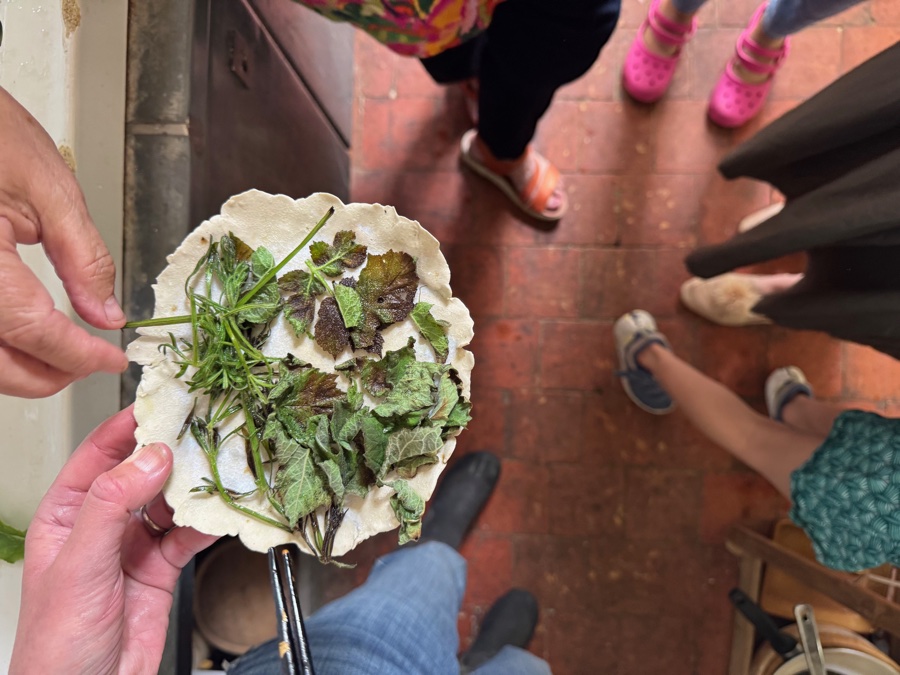 alice schyler mallet, terres sauvages plantes