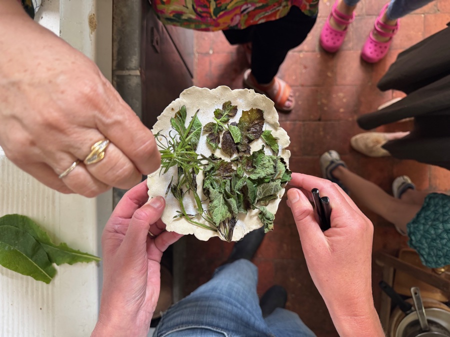 alice schyler mallet, terres sauvages plantes