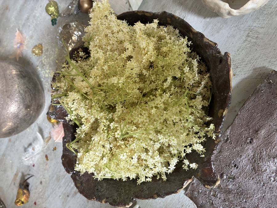 alice schyler mallet, terres sauvages plantes