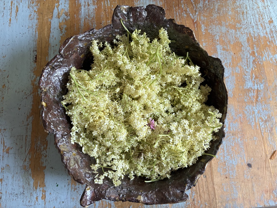 alice schyler mallet, terres sauvages plantes